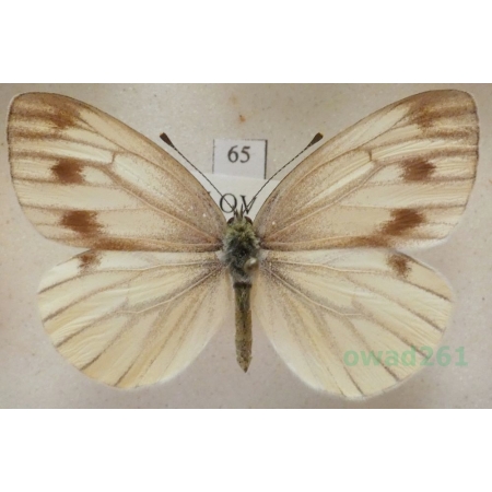 Pieris bryoniae (Hübner, 1806) female Bielinek bryonie Slovakia65